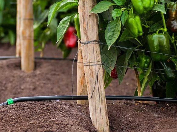 Drip Irrigation: Transforming Kenyan Agriculture, One Drop at a Time