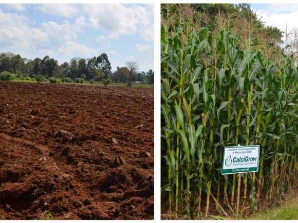 Optimizing Soil Health in Kenya: A Guide to Orion East Africa’s Solutions
